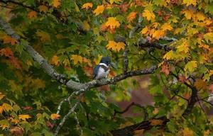 NJ Audubon: Fall Foliage Walk at Hawk Rise