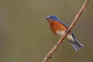 NJ Audubon: Youth Birding Hike