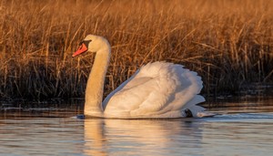 South Coast Chamber Music Series: Quintessentials