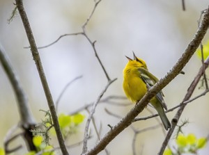 South Coast Chamber Music Series: Story Time