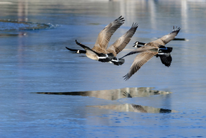 South Coast Chamber Music Series: Foursomes