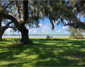 Discovery Day: Unbe-LEAF-able