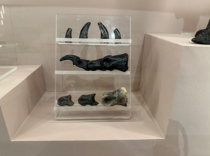 Teen Homeschool History Day: Ancient Bones