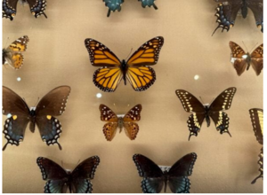 Homeschool History Day: Bugging Out