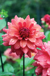 How to Split and Store Your Dahlias with Blithewold’s Horticulturists