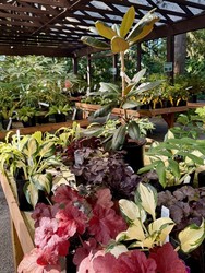 Fall Clearance and Rare Plant Sale