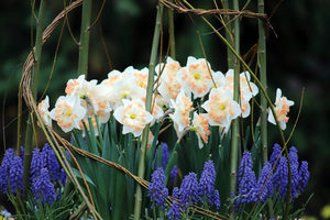 Spring Bulb Planter with Blithewold’s Horticulturists