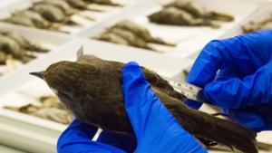 Bird Dissection Workshop with Museum Scientists