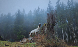 Sanctuary Spooktacular