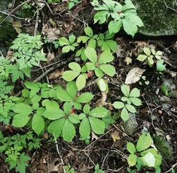 Learn to Grow Ginseng