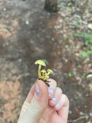 Preschool Explorers: Fun with Fungi PM
