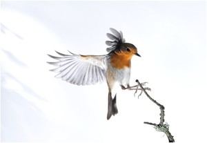 Bird Walk Series: Birds of the Woods