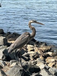 Bird Walk Series: Birds of the Shore