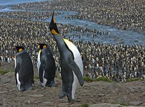 A Photographic Tour of Antarctica, The Falklands, & South Georgia Islands