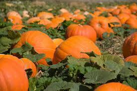 A Pumpkin Patch