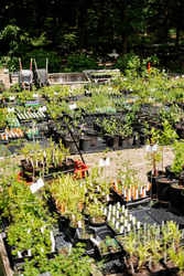 Fall Native Plant Sale