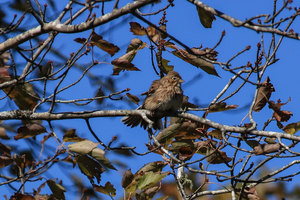 Sparrow Identification