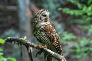 Regal Raptors and Owls