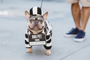 Howl-O-Ween Costumed Pet Parade at City Center Bishop Ranch