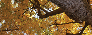 Fall Tree Walk