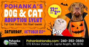 Pohanka's Howl-o-ween Dog & Cat Adoption Event - No Adoption Fees! 🐶🐱