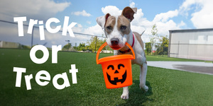 Trick-or-Treat at Atlanta Humane Society