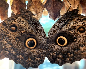 Wicked Wings and Wine