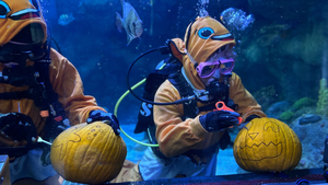Underwater Pumpkin Carving at SEA LIFE at Mall of America!