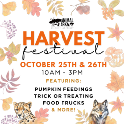 Harvest Festival at Animal Ark