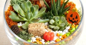 Plant & Sip: Fall Terrarium at Tande Thai