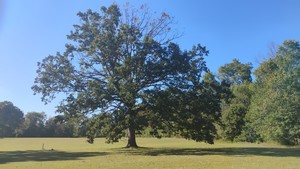 Kingston Greenways Association Fall Foliage Walk