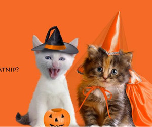 Halloween Donation Drive Saturday, October 25th, at Second Hand Purrs