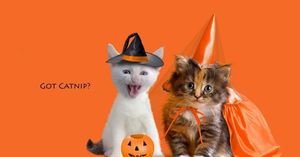 Halloween Donation Drive Saturday, October 25, at Second Hand Purrs