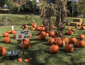 Holy Trinity Harvest Sale