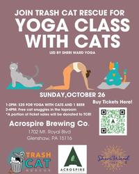 Yoga Class with Cats