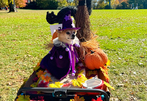 Fall Dog Parade & Costume Contest!