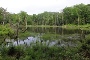 Twin Ponds Group Hike at Pittsfield State Forest