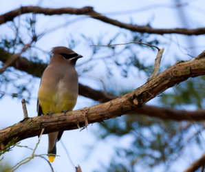 Thanksgiving Bird Count