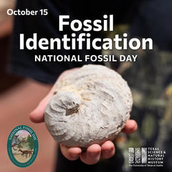 Fossil Identification: National Fossil Day