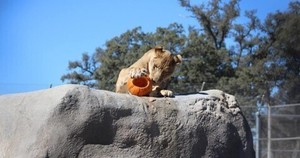 Pumpkin Bash at Lions Tigers and Bears