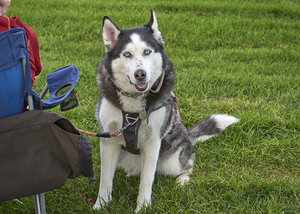 Bark in the Park at The Aurora Highlands