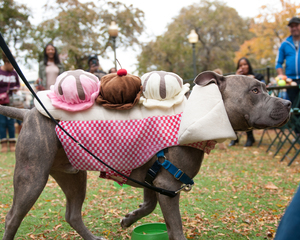 Howl-O-Ween Presented by Strategic Staffing Solutions