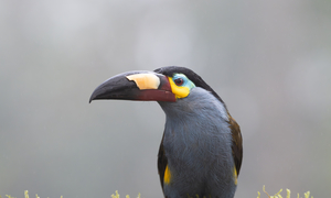 Neotropical Migrants: Birding in the Americas  presented by Nahuel Medina