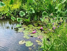 Water Gardening Workshop