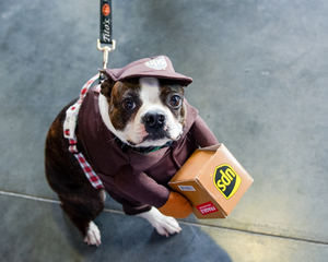 Halloween Paw-ty and Dog Costume Contest to Benefit Ruff Start Rescue
