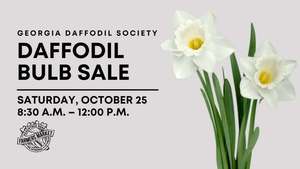 Daffodil Bulb Sale at Peachtree Road Farmers Market
