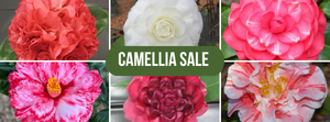 Camellia Sale at Peachtree Road Farmers Market