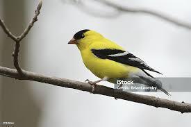 How to Attract Your Favorite NJ Birds