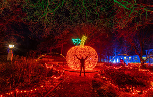 Winter Lights - Adult Nights Out