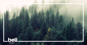 Spotlight Science: The Forest